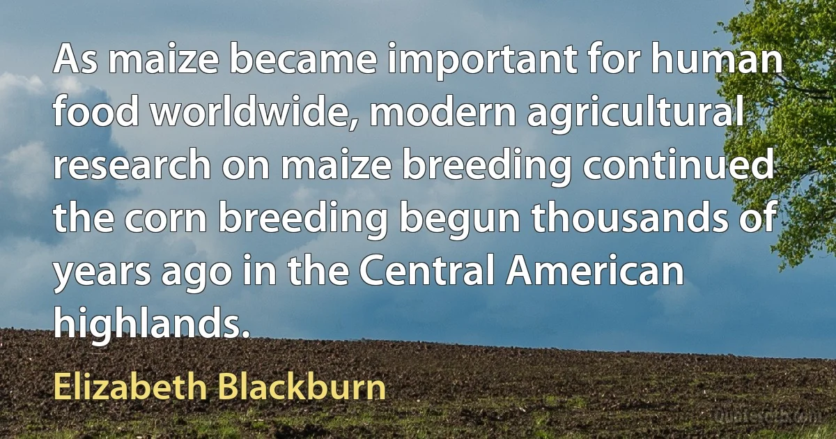 As maize became important for human food worldwide, modern agricultural research on maize breeding continued the corn breeding begun thousands of years ago in the Central American highlands. (Elizabeth Blackburn)