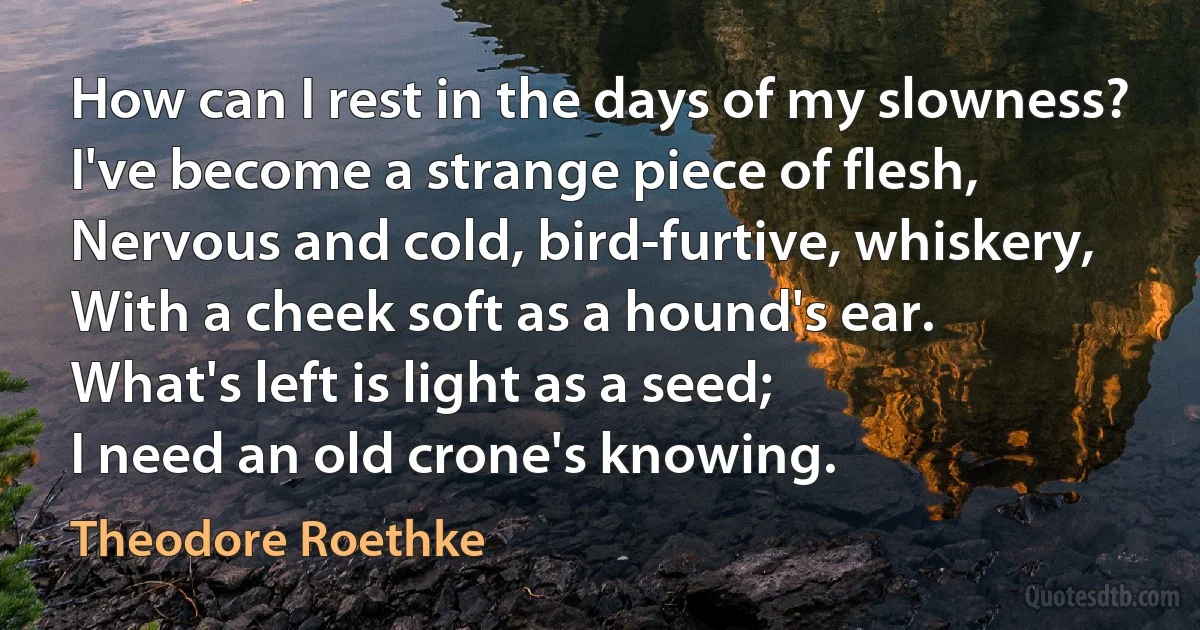 How can I rest in the days of my slowness?
I've become a strange piece of flesh,
Nervous and cold, bird-furtive, whiskery,
With a cheek soft as a hound's ear.
What's left is light as a seed;
I need an old crone's knowing. (Theodore Roethke)