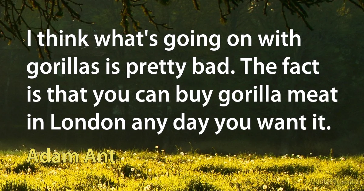 I think what's going on with gorillas is pretty bad. The fact is that you can buy gorilla meat in London any day you want it. (Adam Ant)