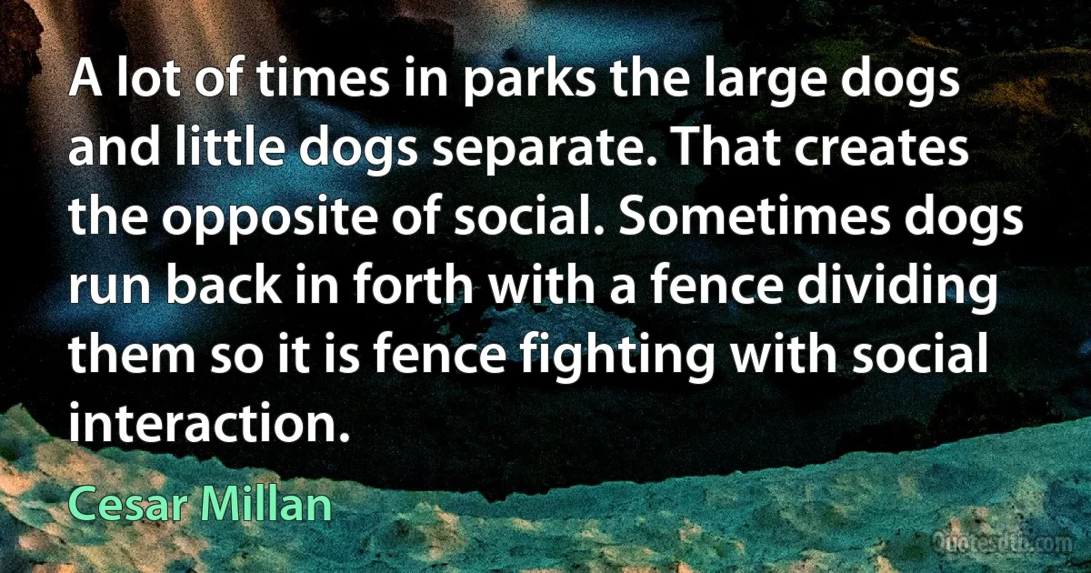 A lot of times in parks the large dogs and little dogs separate. That creates the opposite of social. Sometimes dogs run back in forth with a fence dividing them so it is fence fighting with social interaction. (Cesar Millan)