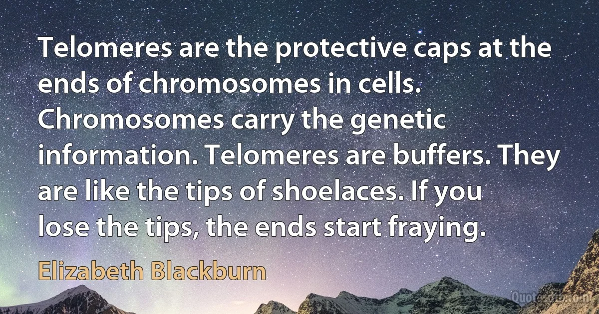 Telomeres are the protective caps at the ends of chromosomes in cells. Chromosomes carry the genetic information. Telomeres are buffers. They are like the tips of shoelaces. If you lose the tips, the ends start fraying. (Elizabeth Blackburn)