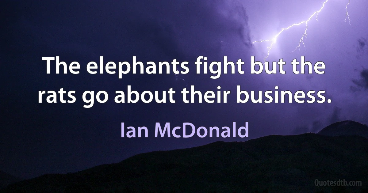 The elephants fight but the rats go about their business. (Ian McDonald)