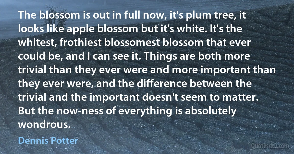 The blossom is out in full now, it's plum tree, it looks like apple blossom but it's white. It's the whitest, frothiest blossomest blossom that ever could be, and I can see it. Things are both more trivial than they ever were and more important than they ever were, and the difference between the trivial and the important doesn't seem to matter. But the now-ness of everything is absolutely wondrous. (Dennis Potter)