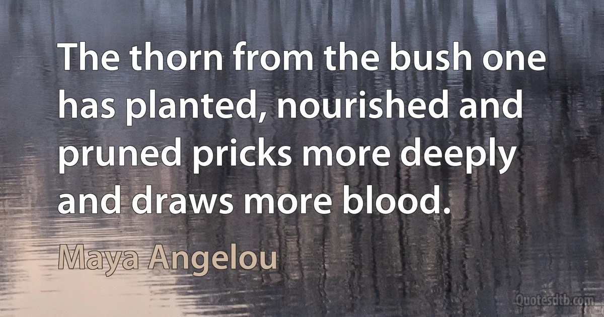 The thorn from the bush one has planted, nourished and pruned pricks more deeply and draws more blood. (Maya Angelou)