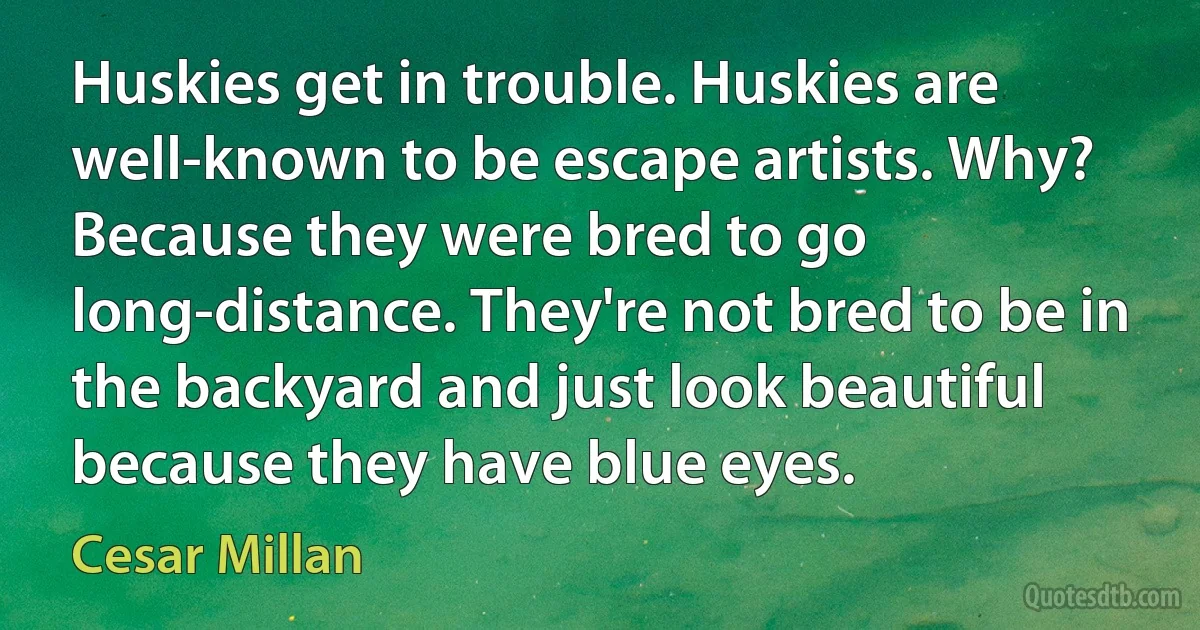 Huskies get in trouble. Huskies are well-known to be escape artists. Why? Because they were bred to go long-distance. They're not bred to be in the backyard and just look beautiful because they have blue eyes. (Cesar Millan)