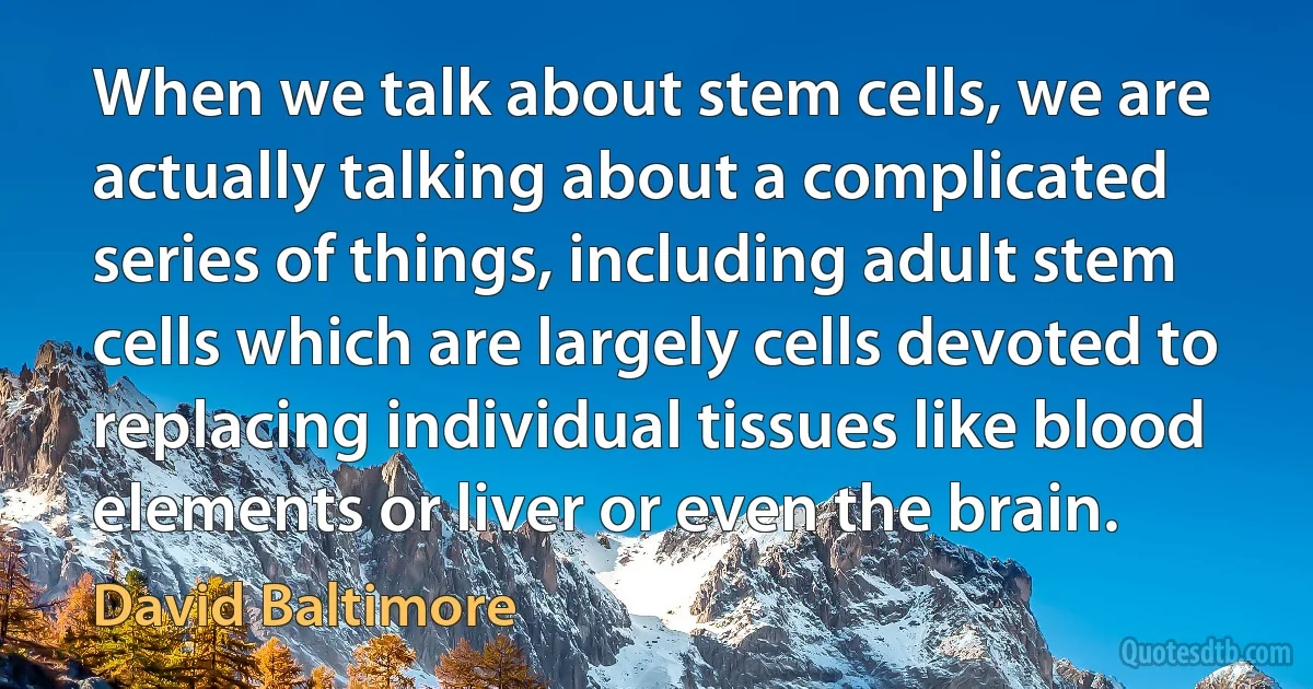 When we talk about stem cells, we are actually talking about a complicated series of things, including adult stem cells which are largely cells devoted to replacing individual tissues like blood elements or liver or even the brain. (David Baltimore)