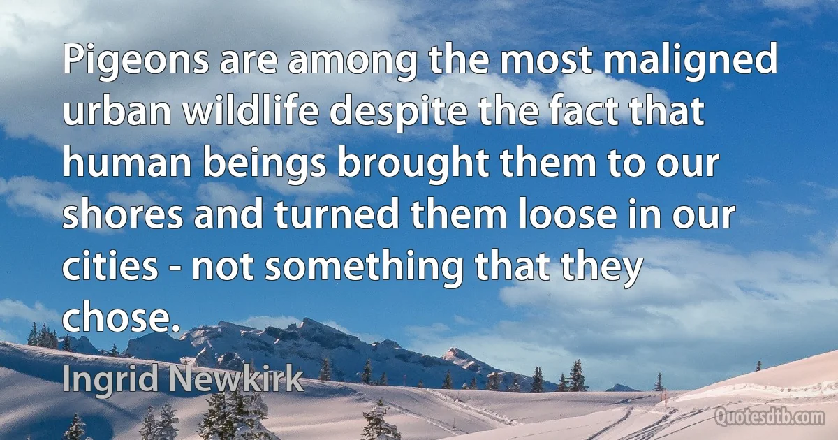 Pigeons are among the most maligned urban wildlife despite the fact that human beings brought them to our shores and turned them loose in our cities - not something that they chose. (Ingrid Newkirk)