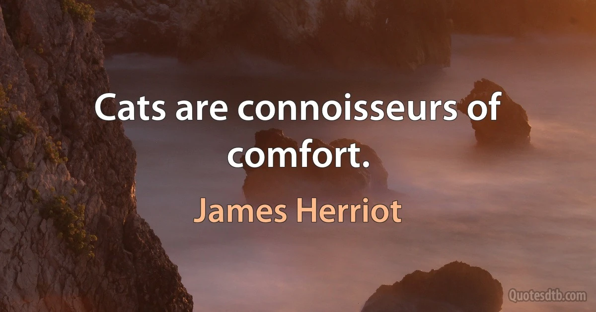 Cats are connoisseurs of comfort. (James Herriot)