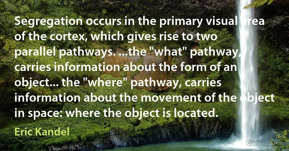 Segregation occurs in the primary visual area of the cortex, which gives rise to two parallel pathways. ...the "what" pathway, carries information about the form of an object... the "where" pathway, carries information about the movement of the object in space: where the object is located. (Eric Kandel)