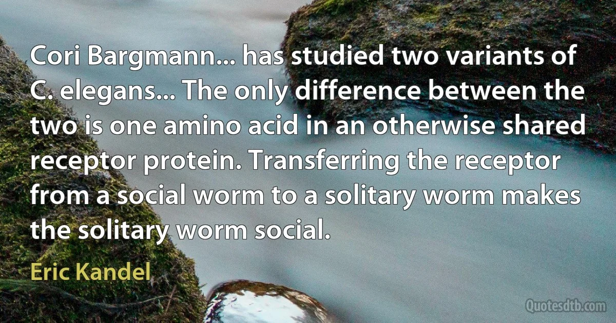 Cori Bargmann... has studied two variants of C. elegans... The only difference between the two is one amino acid in an otherwise shared receptor protein. Transferring the receptor from a social worm to a solitary worm makes the solitary worm social. (Eric Kandel)