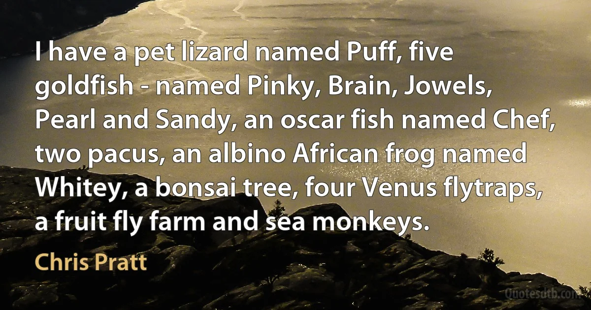 I have a pet lizard named Puff, five goldfish - named Pinky, Brain, Jowels, Pearl and Sandy, an oscar fish named Chef, two pacus, an albino African frog named Whitey, a bonsai tree, four Venus flytraps, a fruit fly farm and sea monkeys. (Chris Pratt)