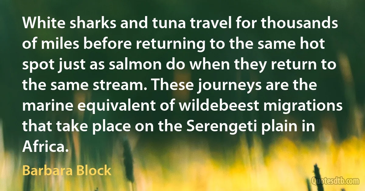 White sharks and tuna travel for thousands of miles before returning to the same hot spot just as salmon do when they return to the same stream. These journeys are the marine equivalent of wildebeest migrations that take place on the Serengeti plain in Africa. (Barbara Block)