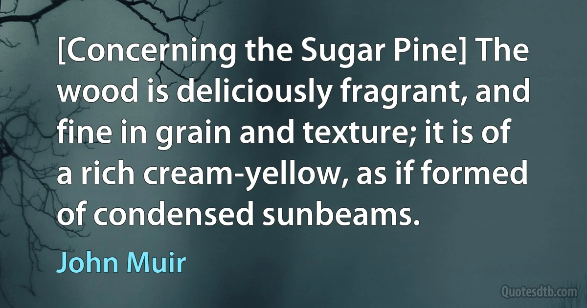 [Concerning the Sugar Pine] The wood is deliciously fragrant, and fine in grain and texture; it is of a rich cream-yellow, as if formed of condensed sunbeams. (John Muir)