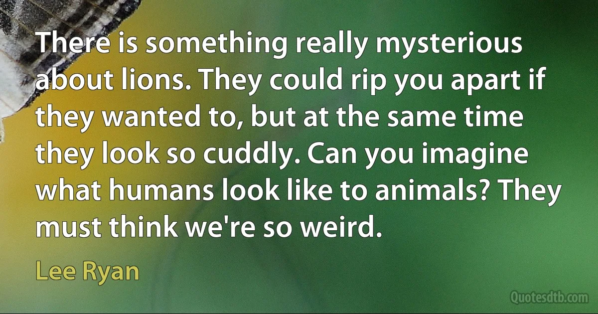 There is something really mysterious about lions. They could rip you apart if they wanted to, but at the same time they look so cuddly. Can you imagine what humans look like to animals? They must think we're so weird. (Lee Ryan)