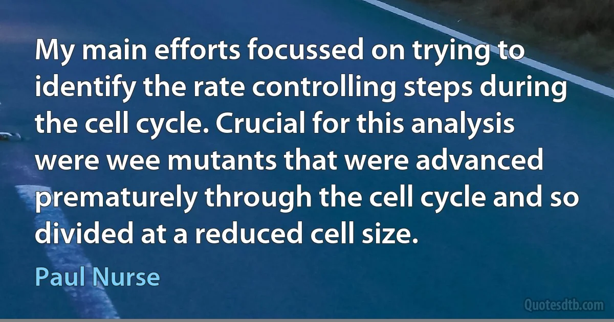 My main efforts focussed on trying to identify the rate controlling steps during the cell cycle. Crucial for this analysis were wee mutants that were advanced prematurely through the cell cycle and so divided at a reduced cell size. (Paul Nurse)