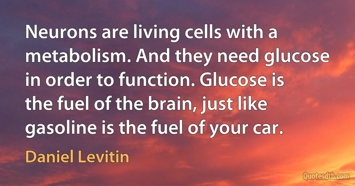 Neurons are living cells with a metabolism. And they need glucose in order to function. Glucose is the fuel of the brain, just like gasoline is the fuel of your car. (Daniel Levitin)