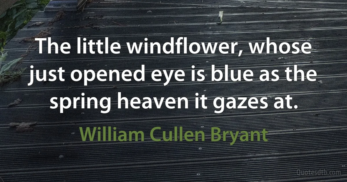 The little windflower, whose just opened eye is blue as the spring heaven it gazes at. (William Cullen Bryant)