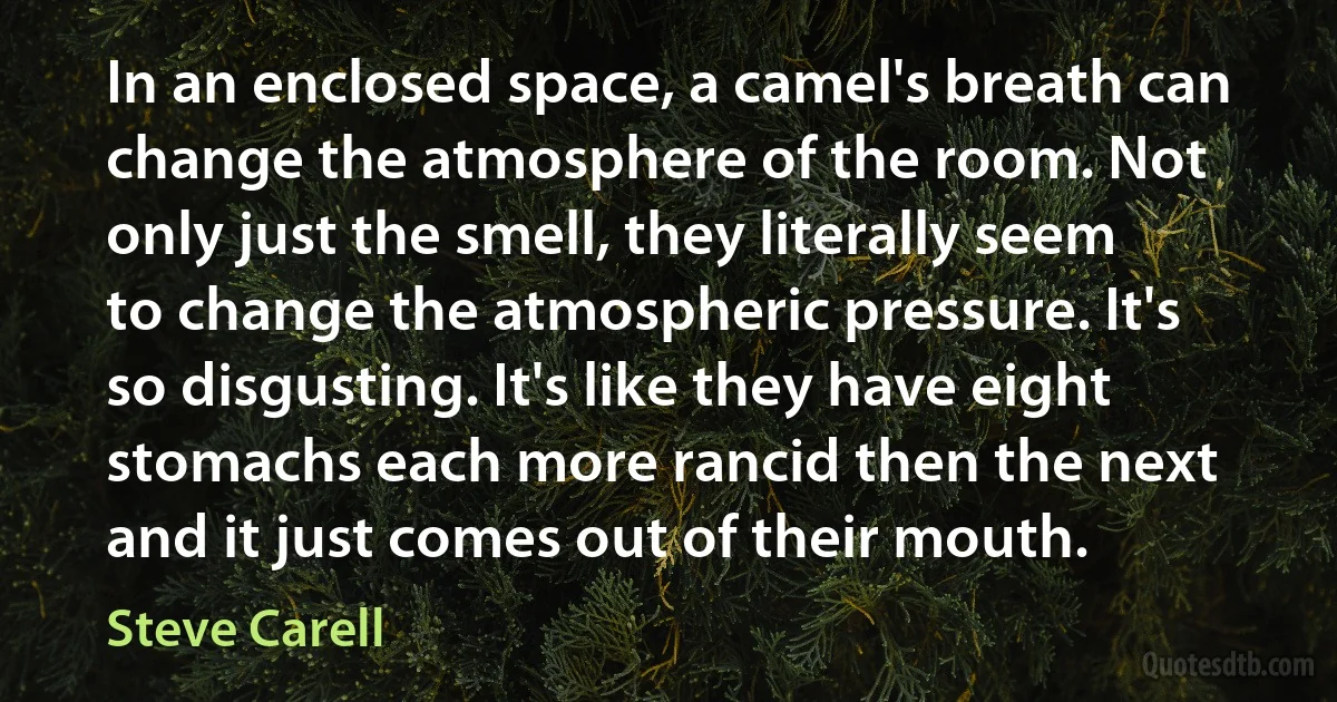 In an enclosed space, a camel's breath can change the atmosphere of the room. Not only just the smell, they literally seem to change the atmospheric pressure. It's so disgusting. It's like they have eight stomachs each more rancid then the next and it just comes out of their mouth. (Steve Carell)