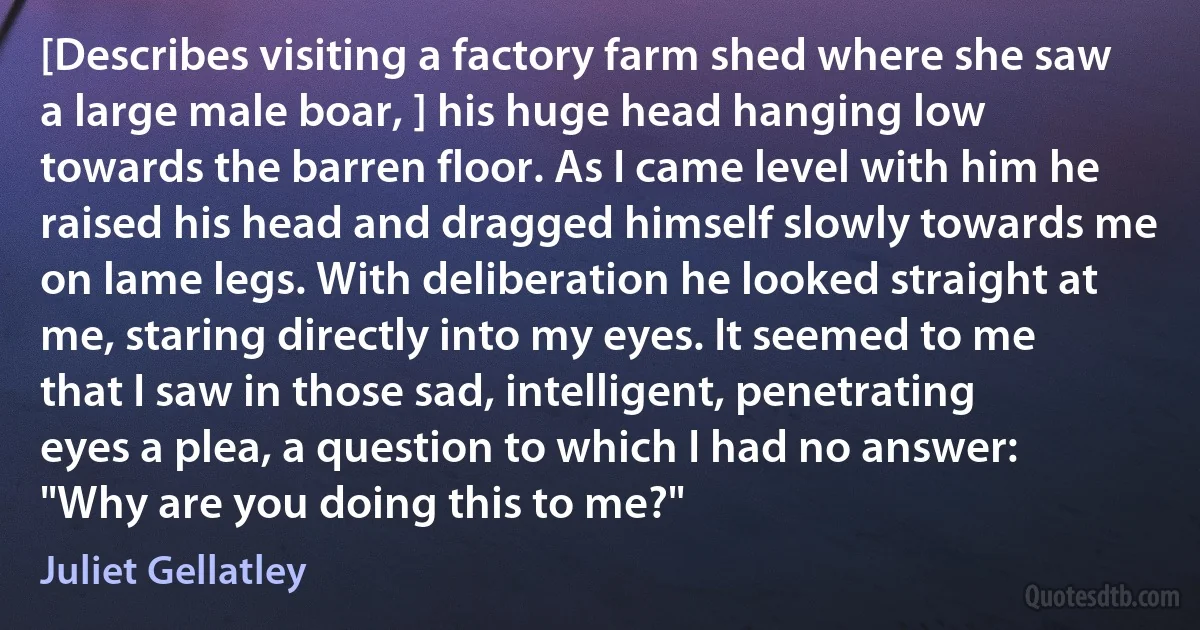 [Describes visiting a factory farm shed where she saw a large male boar, ] his huge head hanging low towards the barren floor. As I came level with him he raised his head and dragged himself slowly towards me on lame legs. With deliberation he looked straight at me, staring directly into my eyes. It seemed to me that I saw in those sad, intelligent, penetrating eyes a plea, a question to which I had no answer: "Why are you doing this to me?" (Juliet Gellatley)