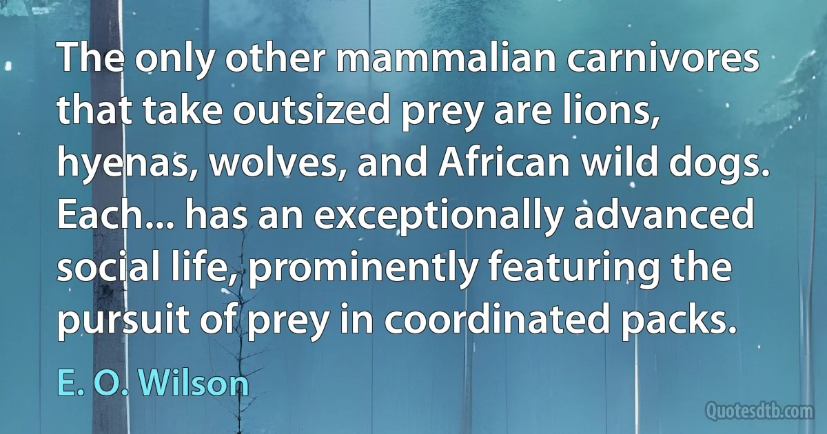 The only other mammalian carnivores that take outsized prey are lions, hyenas, wolves, and African wild dogs. Each... has an exceptionally advanced social life, prominently featuring the pursuit of prey in coordinated packs. (E. O. Wilson)