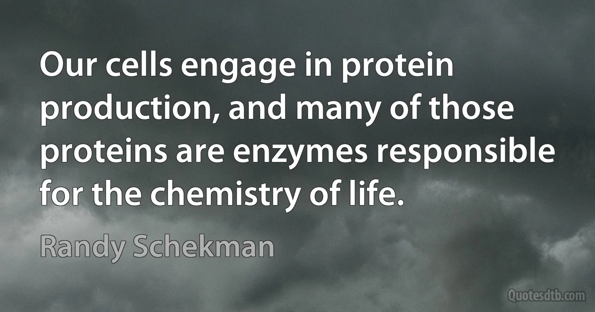 Our cells engage in protein production, and many of those proteins are enzymes responsible for the chemistry of life. (Randy Schekman)