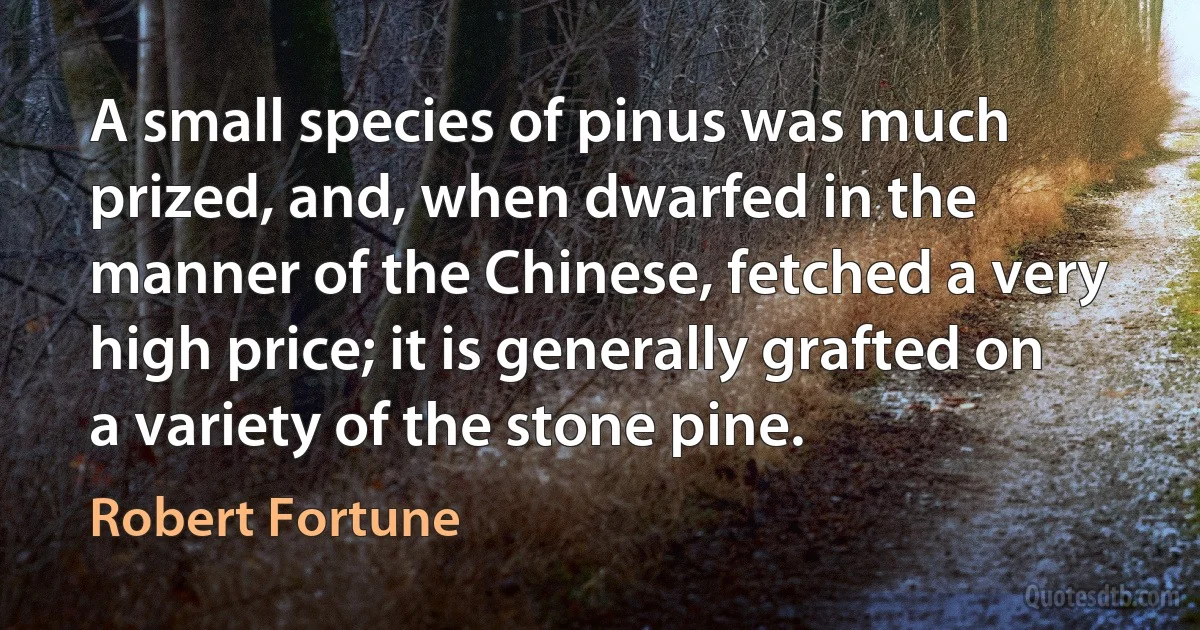 A small species of pinus was much prized, and, when dwarfed in the manner of the Chinese, fetched a very high price; it is generally grafted on a variety of the stone pine. (Robert Fortune)