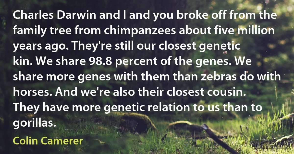 Charles Darwin and I and you broke off from the family tree from chimpanzees about five million years ago. They're still our closest genetic kin. We share 98.8 percent of the genes. We share more genes with them than zebras do with horses. And we're also their closest cousin. They have more genetic relation to us than to gorillas. (Colin Camerer)