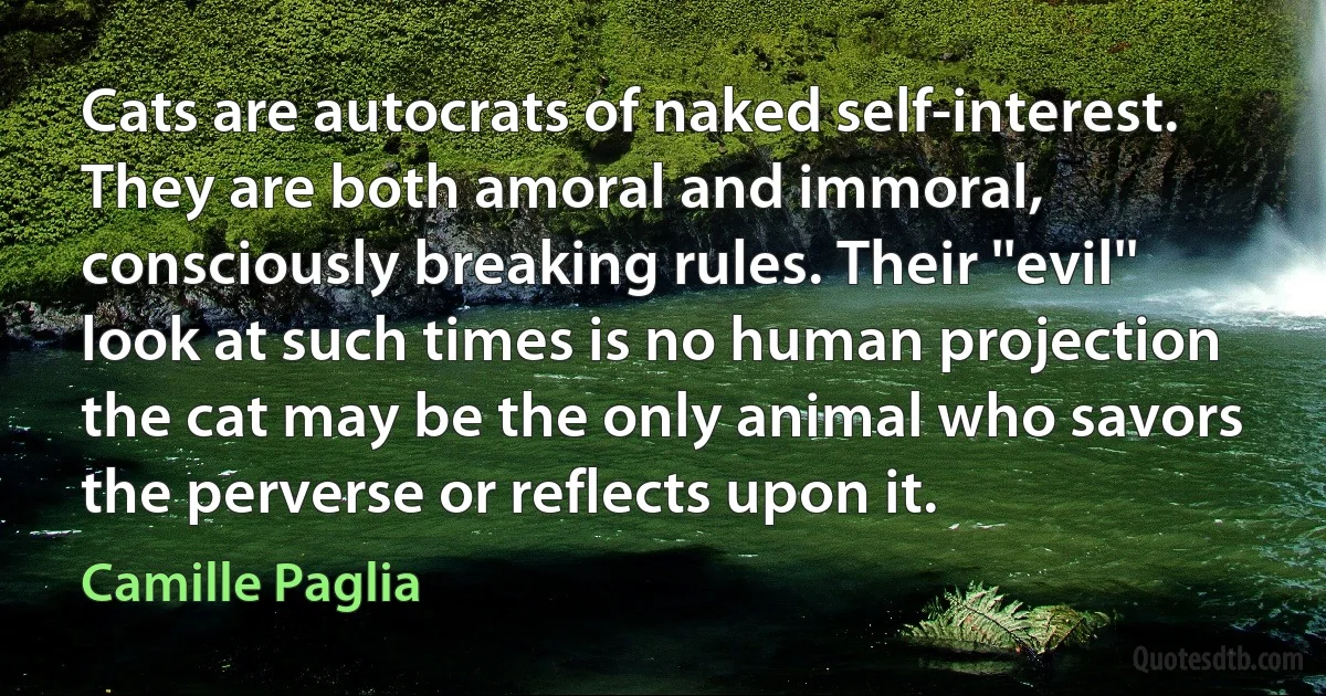 Cats are autocrats of naked self-interest. They are both amoral and immoral, consciously breaking rules. Their ''evil'' look at such times is no human projection the cat may be the only animal who savors the perverse or reflects upon it. (Camille Paglia)