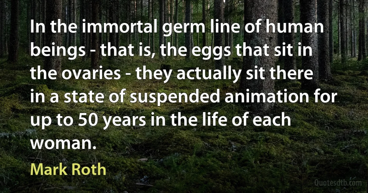 In the immortal germ line of human beings - that is, the eggs that sit in the ovaries - they actually sit there in a state of suspended animation for up to 50 years in the life of each woman. (Mark Roth)