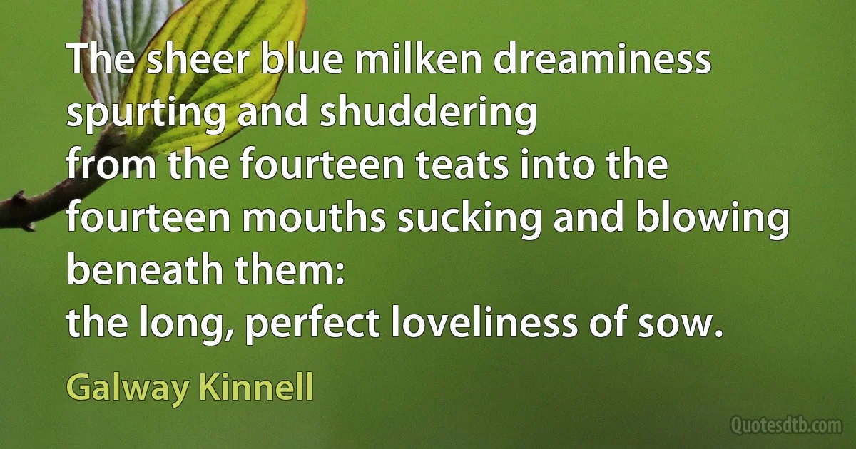 The sheer blue milken dreaminess spurting and shuddering
from the fourteen teats into the fourteen mouths sucking and blowing beneath them:
the long, perfect loveliness of sow. (Galway Kinnell)