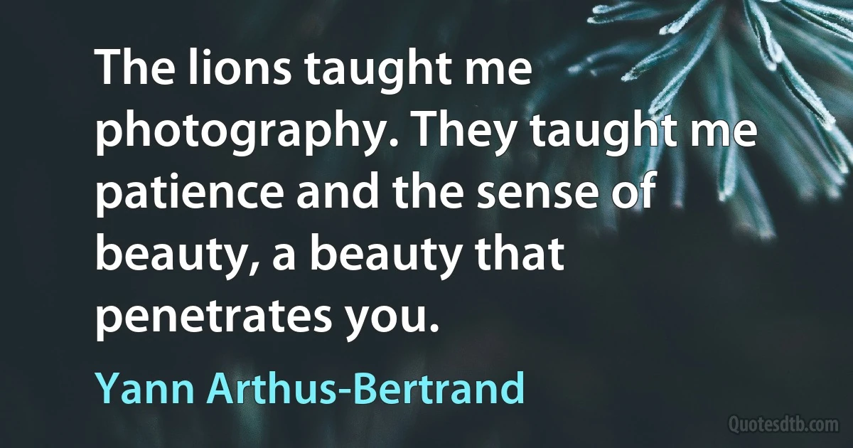 The lions taught me photography. They taught me patience and the sense of beauty, a beauty that penetrates you. (Yann Arthus-Bertrand)