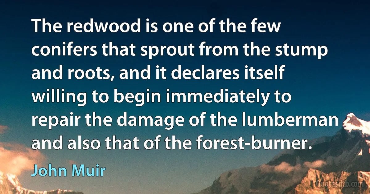 The redwood is one of the few conifers that sprout from the stump and roots, and it declares itself willing to begin immediately to repair the damage of the lumberman and also that of the forest-burner. (John Muir)