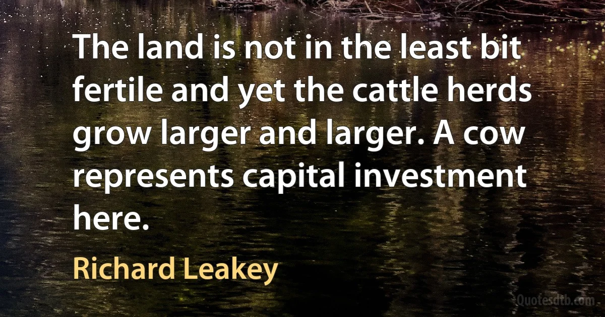 The land is not in the least bit fertile and yet the cattle herds grow larger and larger. A cow represents capital investment here. (Richard Leakey)