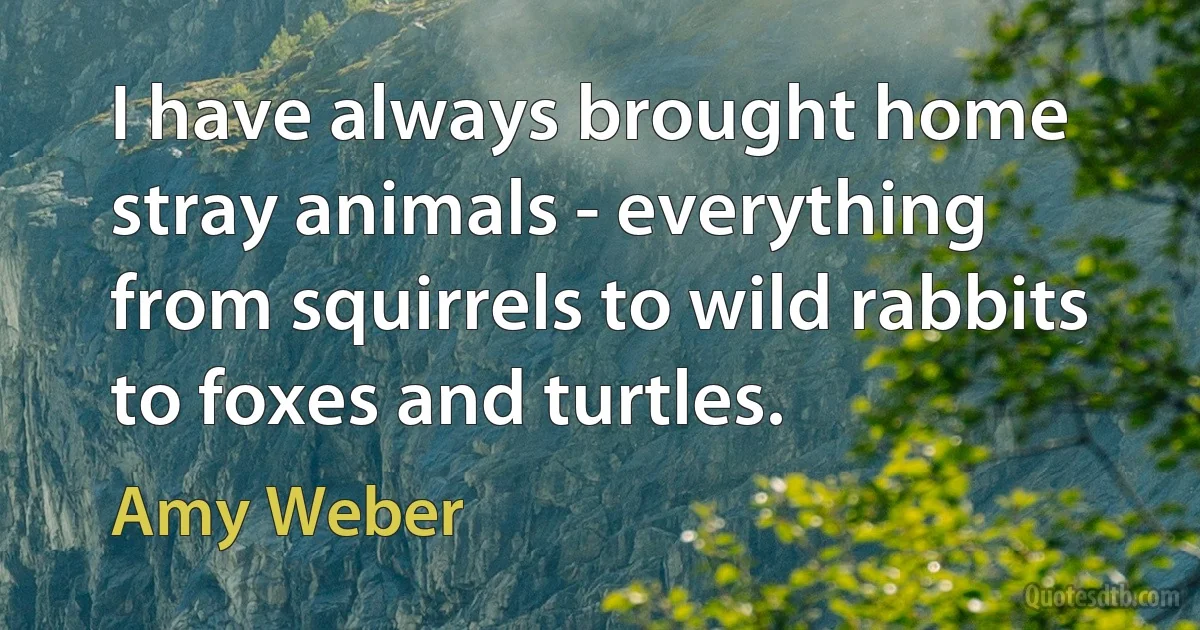 I have always brought home stray animals - everything from squirrels to wild rabbits to foxes and turtles. (Amy Weber)