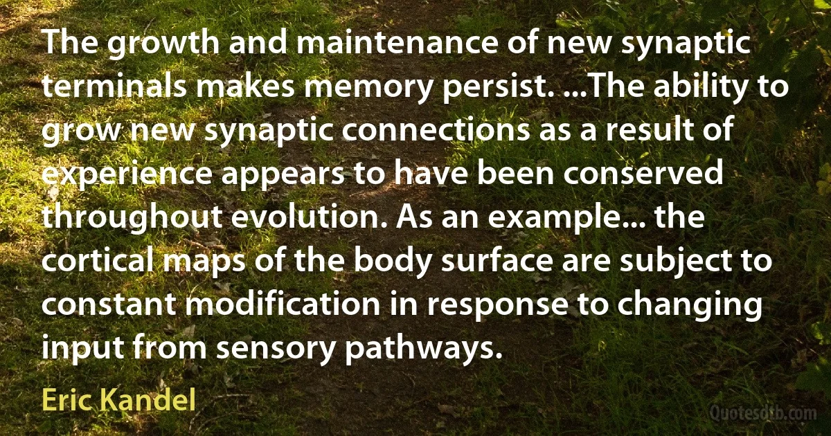 The growth and maintenance of new synaptic terminals makes memory persist. ...The ability to grow new synaptic connections as a result of experience appears to have been conserved throughout evolution. As an example... the cortical maps of the body surface are subject to constant modification in response to changing input from sensory pathways. (Eric Kandel)