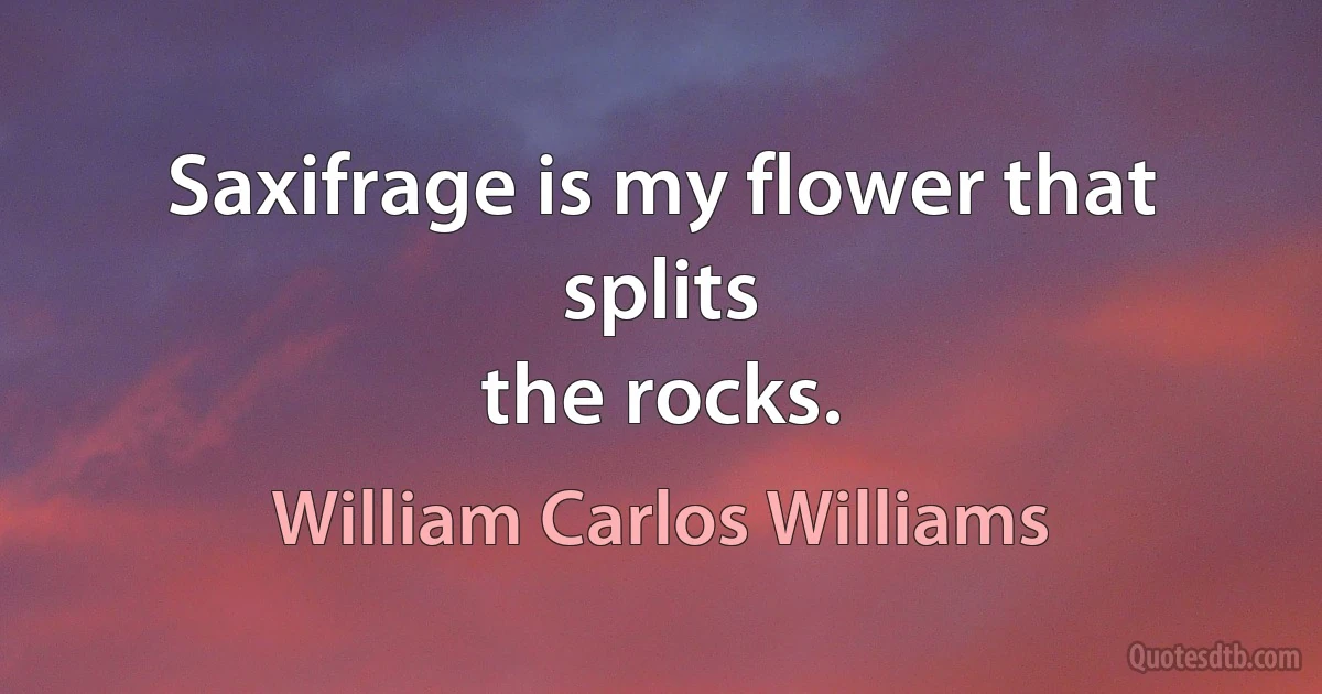 Saxifrage is my flower that splits
the rocks. (William Carlos Williams)