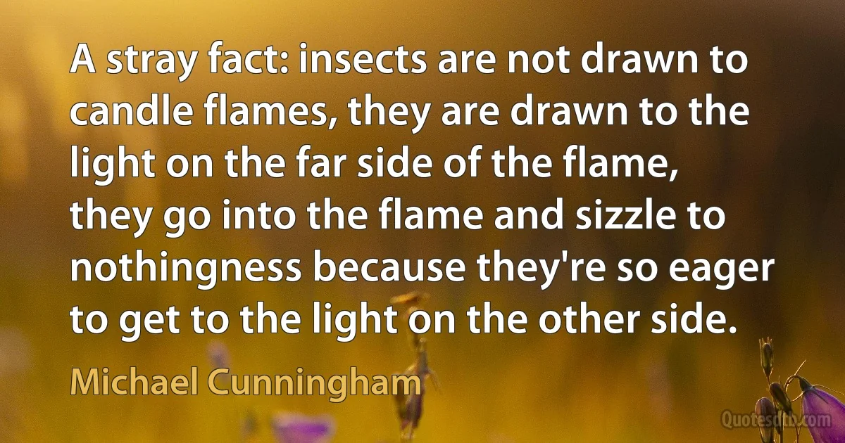 A stray fact: insects are not drawn to candle flames, they are drawn to the light on the far side of the flame, they go into the flame and sizzle to nothingness because they're so eager to get to the light on the other side. (Michael Cunningham)