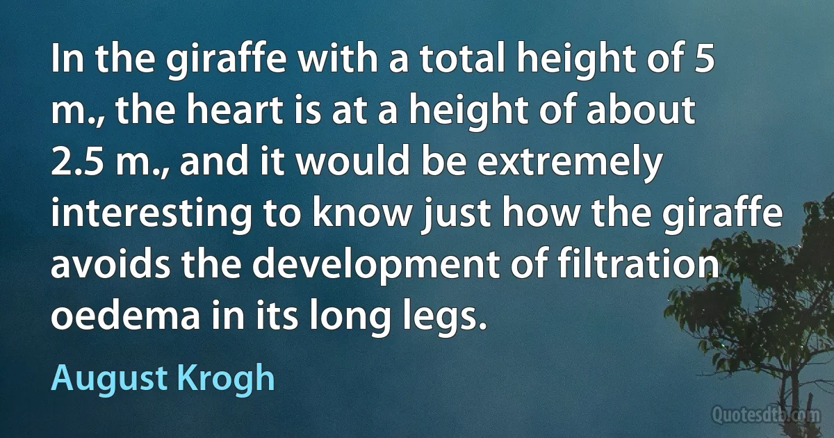 In the giraffe with a total height of 5 m., the heart is at a height of about 2.5 m., and it would be extremely interesting to know just how the giraffe avoids the development of filtration oedema in its long legs. (August Krogh)