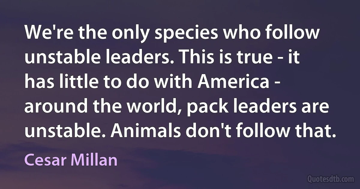 We're the only species who follow unstable leaders. This is true - it has little to do with America - around the world, pack leaders are unstable. Animals don't follow that. (Cesar Millan)