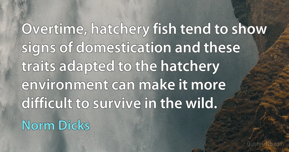 Overtime, hatchery fish tend to show signs of domestication and these traits adapted to the hatchery environment can make it more difficult to survive in the wild. (Norm Dicks)