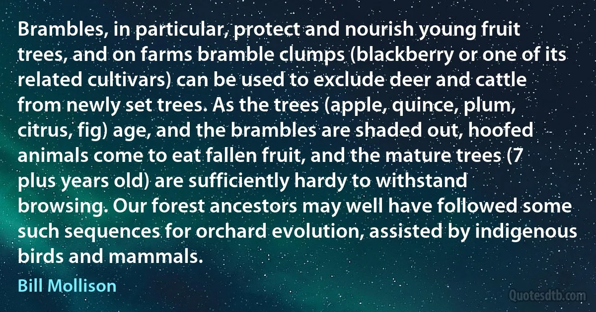 Brambles, in particular, protect and nourish young fruit trees, and on farms bramble clumps (blackberry or one of its related cultivars) can be used to exclude deer and cattle from newly set trees. As the trees (apple, quince, plum, citrus, fig) age, and the brambles are shaded out, hoofed animals come to eat fallen fruit, and the mature trees (7 plus years old) are sufficiently hardy to withstand browsing. Our forest ancestors may well have followed some such sequences for orchard evolution, assisted by indigenous birds and mammals. (Bill Mollison)