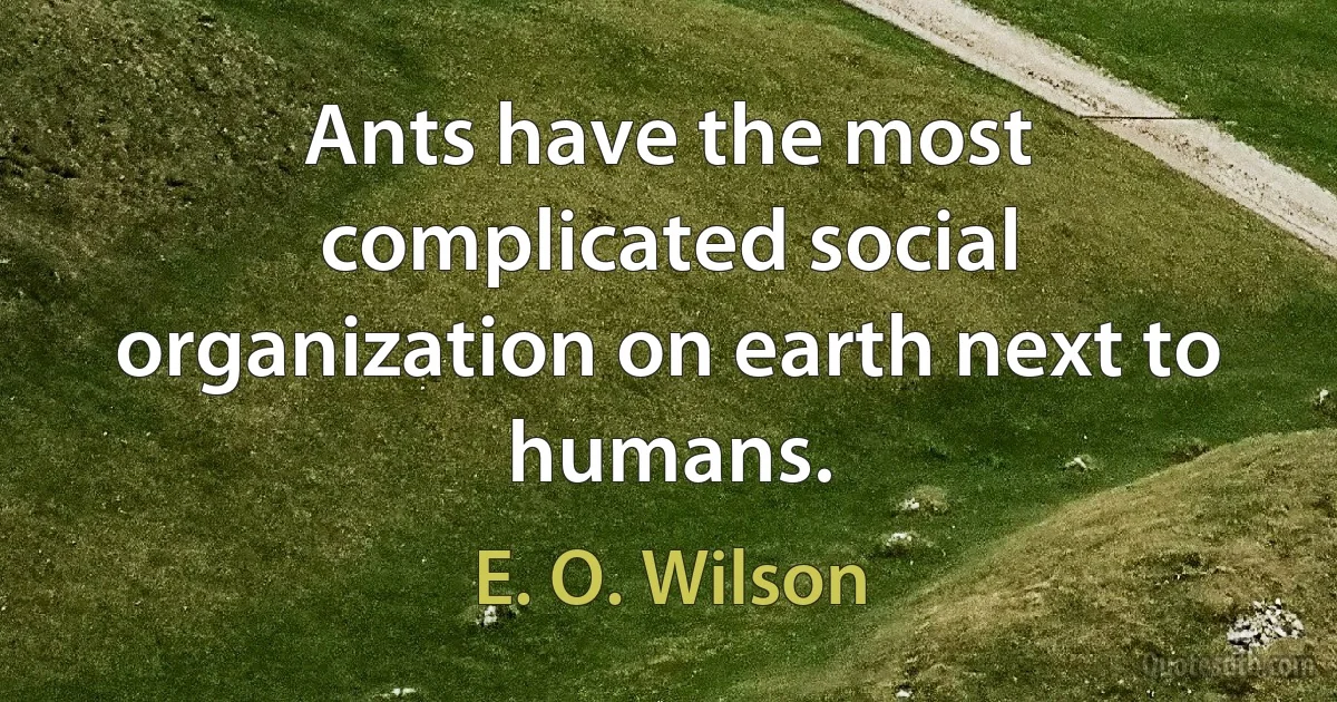 Ants have the most complicated social organization on earth next to humans. (E. O. Wilson)