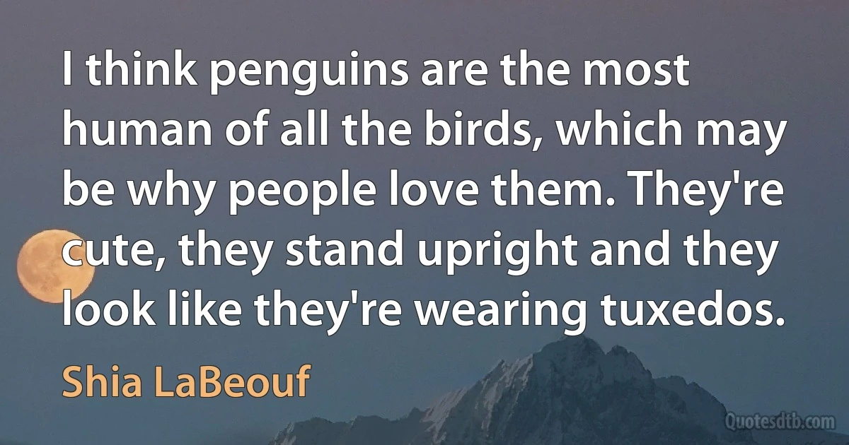 I think penguins are the most human of all the birds, which may be why people love them. They're cute, they stand upright and they look like they're wearing tuxedos. (Shia LaBeouf)