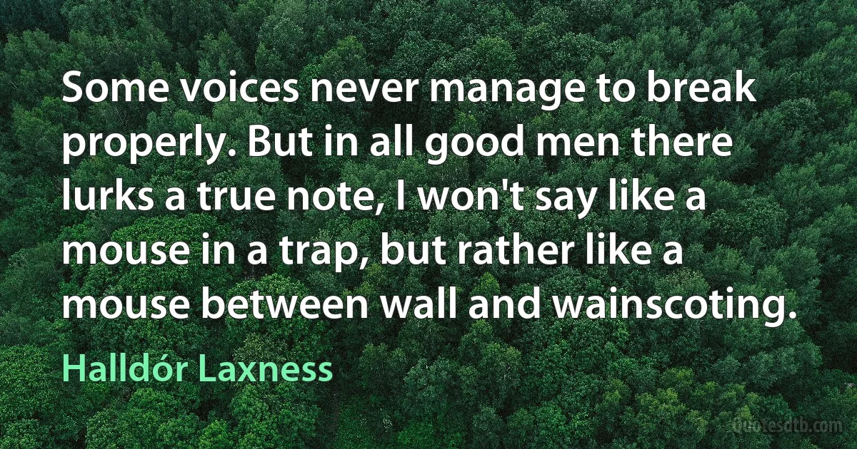 Some voices never manage to break properly. But in all good men there lurks a true note, I won't say like a mouse in a trap, but rather like a mouse between wall and wainscoting. (Halldór Laxness)