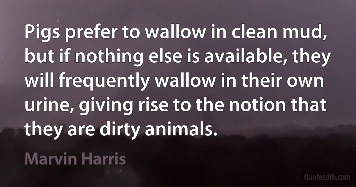 Pigs prefer to wallow in clean mud, but if nothing else is available, they will frequently wallow in their own urine, giving rise to the notion that they are dirty animals. (Marvin Harris)