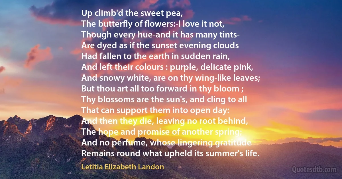 Up climb'd the sweet pea,
The butterfly of flowers:-I love it not,
Though every hue-and it has many tints-
Are dyed as if the sunset evening clouds
Had fallen to the earth in sudden rain,
And left their colours : purple, delicate pink,
And snowy white, are on thy wing-like leaves;
But thou art all too forward in thy bloom ;
Thy blossoms are the sun's, and cling to all
That can support them into open day:
And then they die, leaving no root behind,
The hope and promise of another spring;
And no perfume, whose lingering gratitude
Remains round what upheld its summer's life. (Letitia Elizabeth Landon)