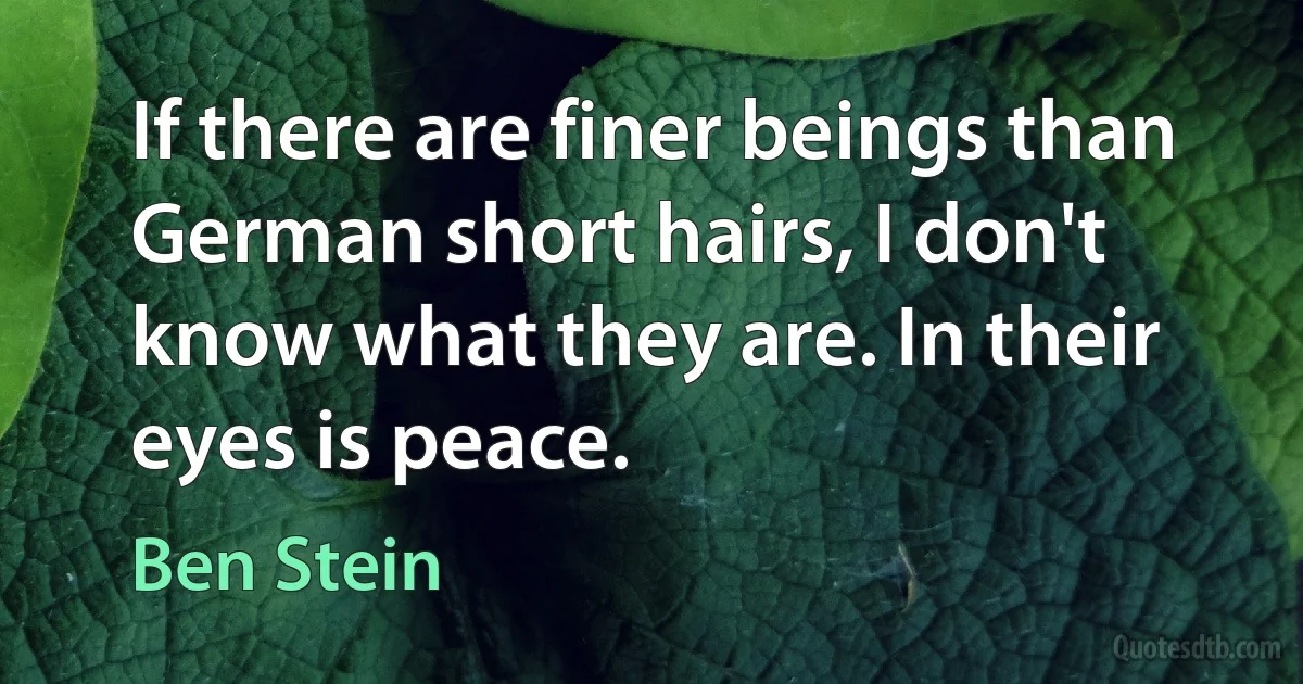 If there are finer beings than German short hairs, I don't know what they are. In their eyes is peace. (Ben Stein)