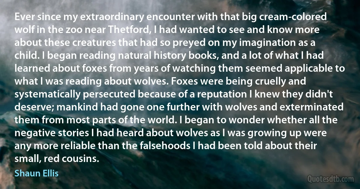 Ever since my extraordinary encounter with that big cream-colored wolf in the zoo near Thetford, I had wanted to see and know more about these creatures that had so preyed on my imagination as a child. I began reading natural history books, and a lot of what I had learned about foxes from years of watching them seemed applicable to what I was reading about wolves. Foxes were being cruelly and systematically persecuted because of a reputation I knew they didn't deserve; mankind had gone one further with wolves and exterminated them from most parts of the world. I began to wonder whether all the negative stories I had heard about wolves as I was growing up were any more reliable than the falsehoods I had been told about their small, red cousins. (Shaun Ellis)