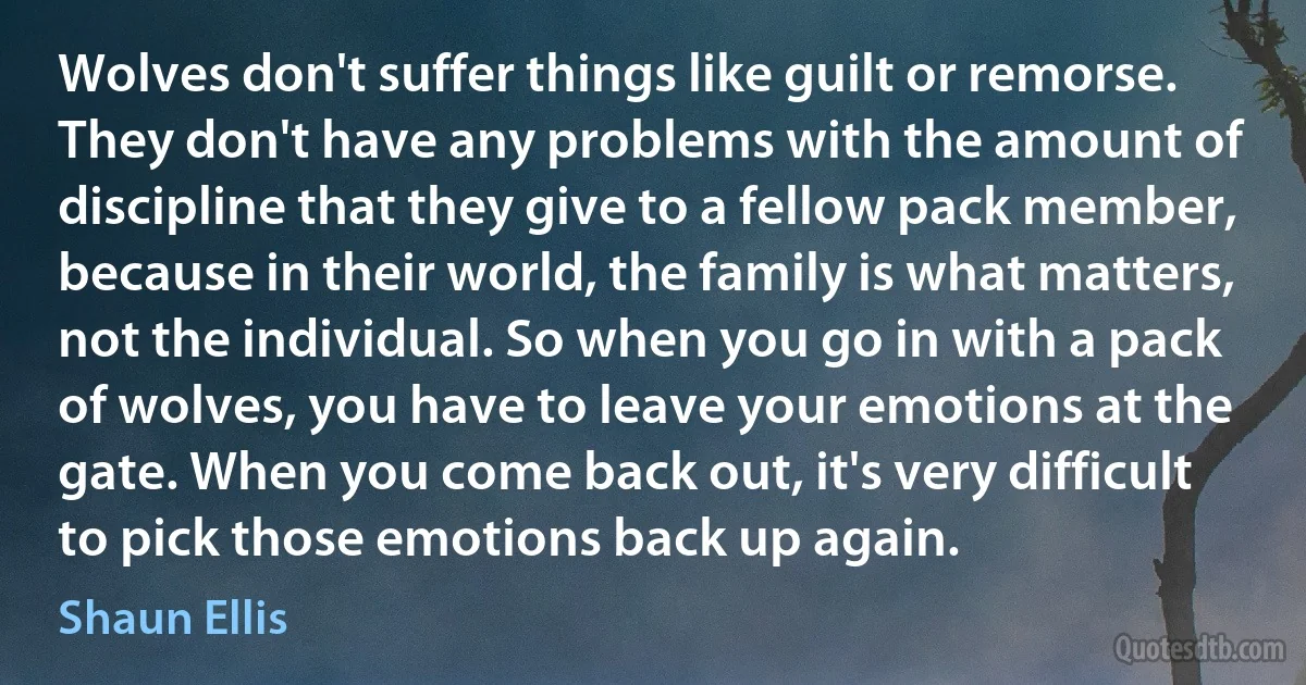 Wolves don't suffer things like guilt or remorse. They don't have any problems with the amount of discipline that they give to a fellow pack member, because in their world, the family is what matters, not the individual. So when you go in with a pack of wolves, you have to leave your emotions at the gate. When you come back out, it's very difficult to pick those emotions back up again. (Shaun Ellis)