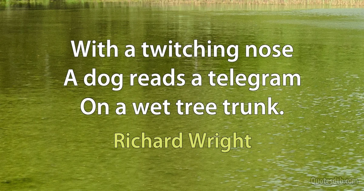 With a twitching nose
A dog reads a telegram
On a wet tree trunk. (Richard Wright)